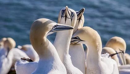 开云app-利雅得胜利全队祝贺马内夺非洲杯，C罗亲自给他切蛋糕