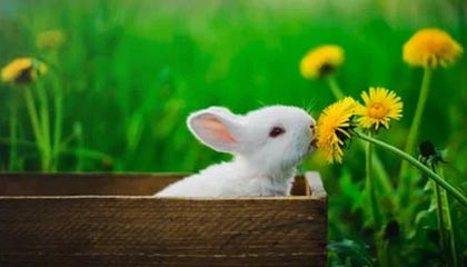 开云app-利雅得胜利全队祝贺马内夺非洲杯，C罗亲自给他切蛋糕